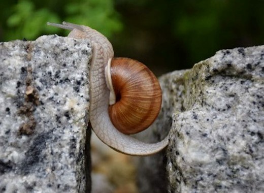 Schnecke