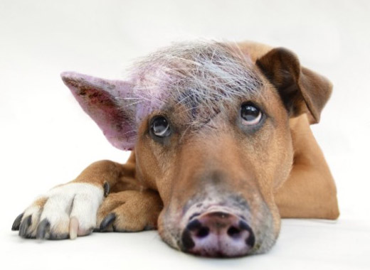 schweinehund1